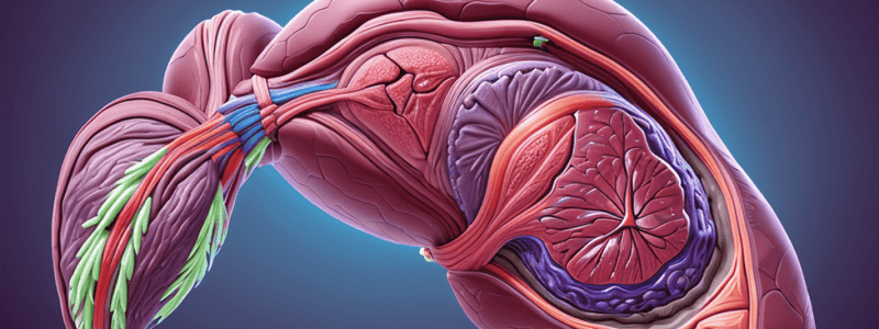 Anatomy of the Spleen: Match Exercise