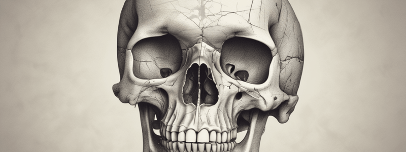 Skull Anatomy Quiz