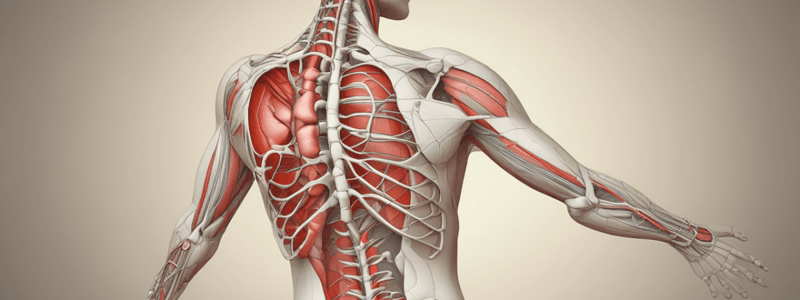 Rubrospinal Tract and Decorticate Posture