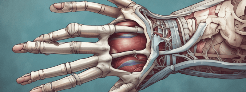 Colles' Fracture Anatomy