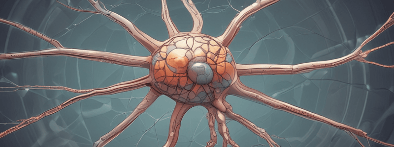 Neuron Structure and Function