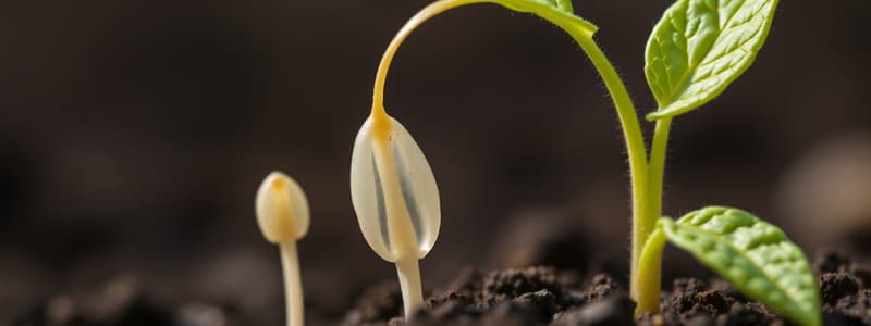 Seed Longevity and Germination Quiz