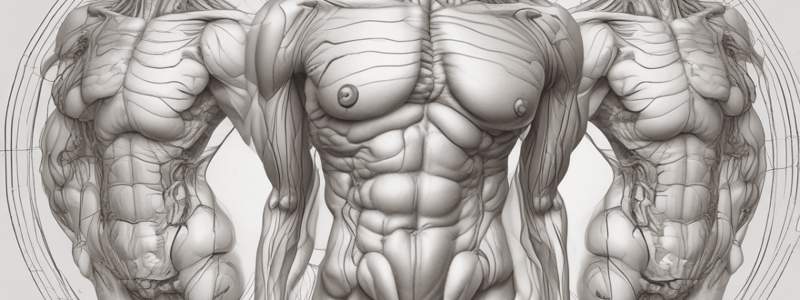 Abdominal Anatomy: Mesentery, Ligaments, and Peritoneal Cavity