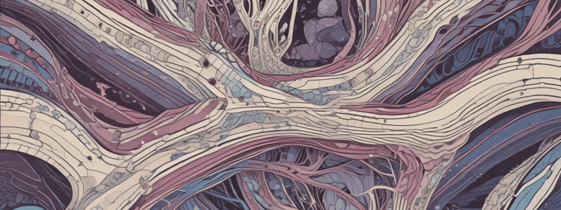 Structure and Function of Connective Tissue