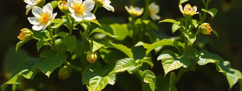 Fenoles y Ácidos Fenólicos en Botánica