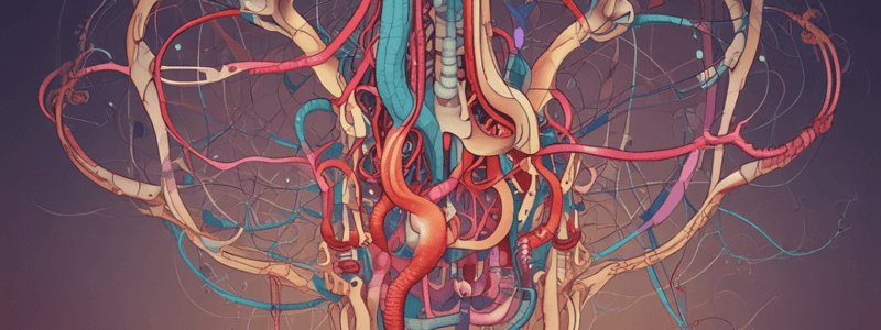 Nephron Structure: Glomerulus and Arterioles