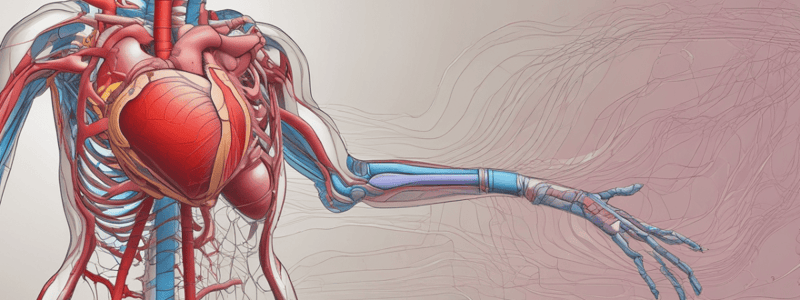 The Heart's Structure and Function