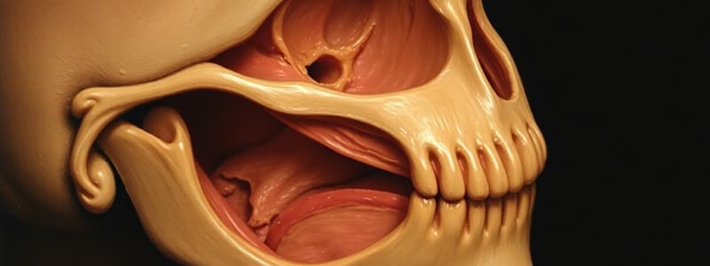 Development of Face and Palate Overview