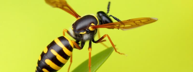 Asian Hornet Identification Quiz