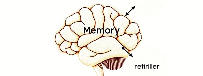 Psychology Memory Overview