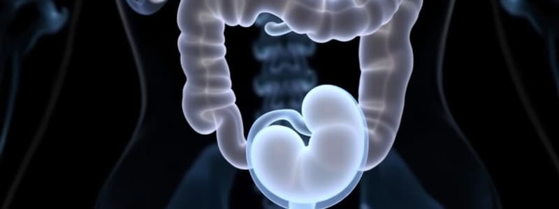 Embryology: GIT Subdivisions