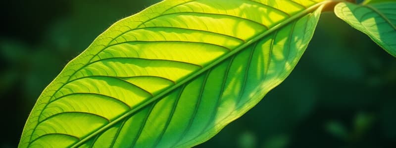 Plant Biology: Leaf Structure Overview