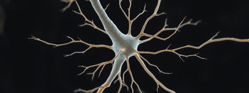 Neuron and Reflex Arc Overview