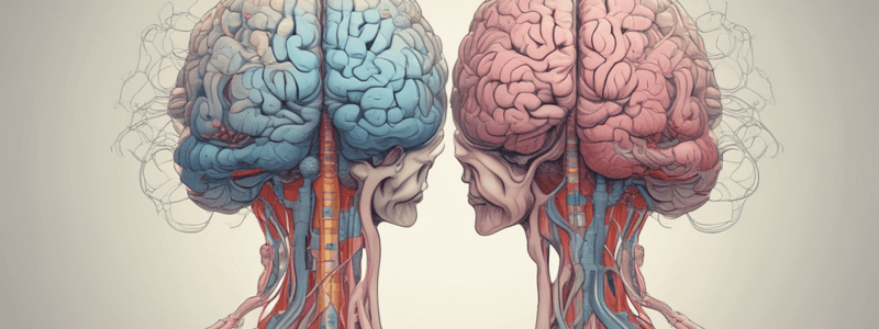 Anatomy of the Brain: Ventricular System and Cerebrospinal Fluid