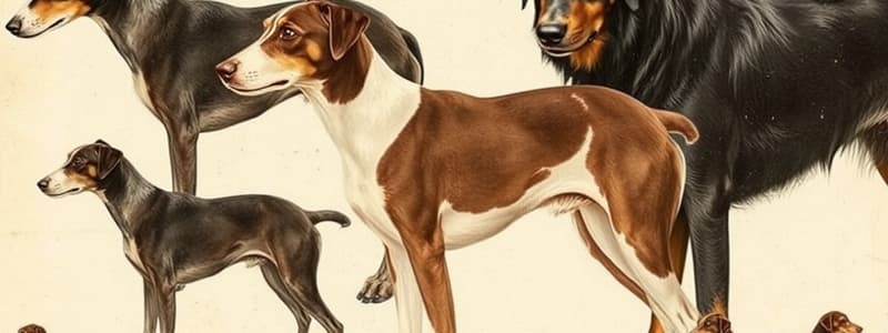 Dog Breeds: Herding Group Flashcards