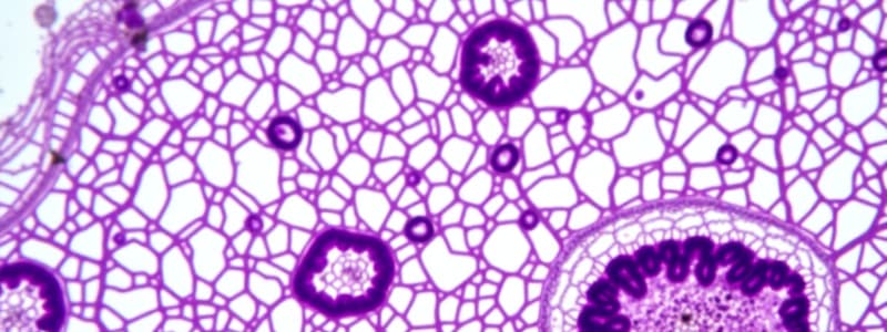 Types of Epithelium Quiz