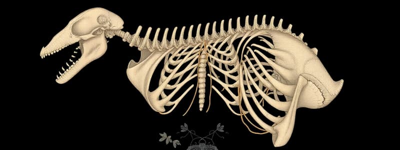 Biology Chapter 7: Skeletal System