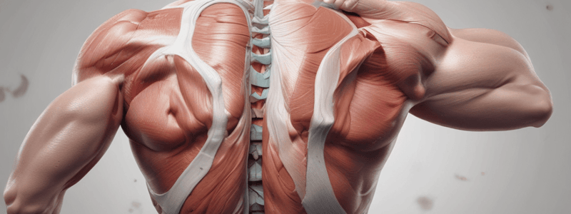 Scapula and Shoulder Movement