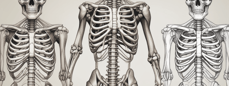 Anatomy of the Sternum