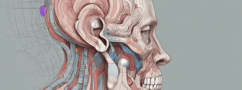 Anatomy of the Ear Quiz