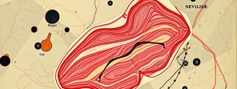 Biology Flashcards Chapter 5-8