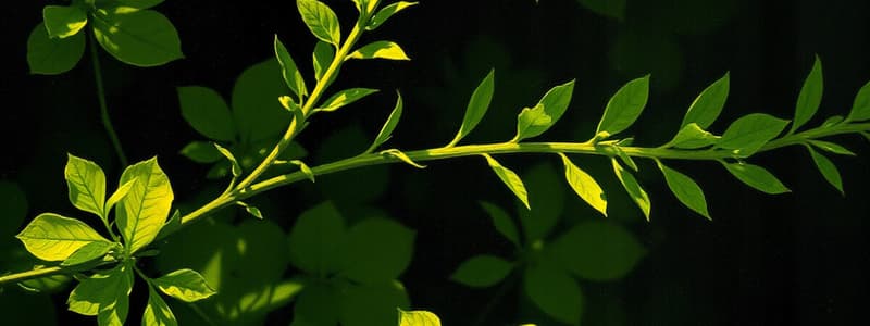 Fotosíntesis en Plantas