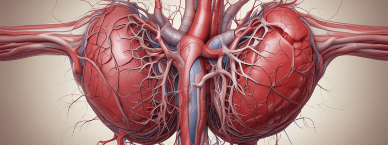 Coronary Arteries Anatomy