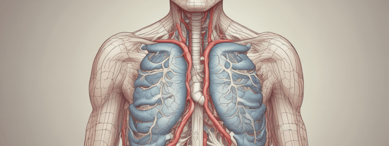 Atmung: Physiologie der Atmung