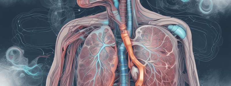 Respiratory System Overview Quiz