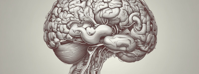 Anatomy of Human Brain: Right Hemisphere