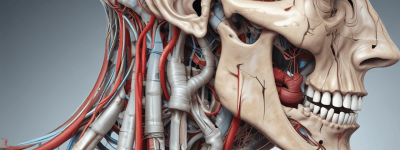 Mandibular Nerve Anatomy