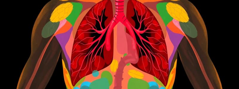 Biology Chapter: Human Respiratory System