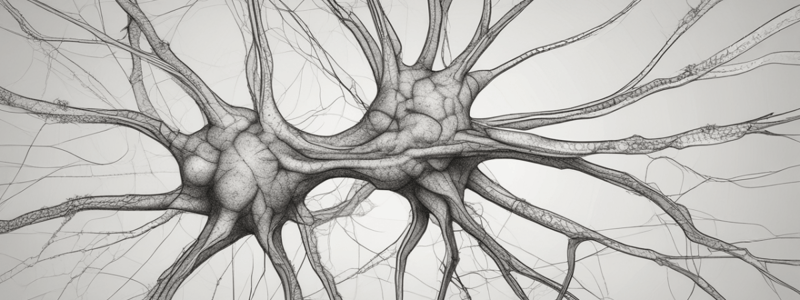 Muscle Physiology- Pt 2 Quiz