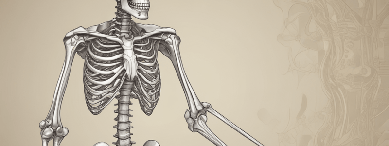 Skeletal System Overview