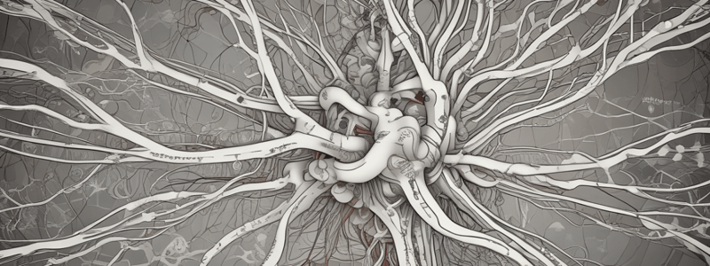 Neurofisiología: Sistema Nervioso Central y Periférico