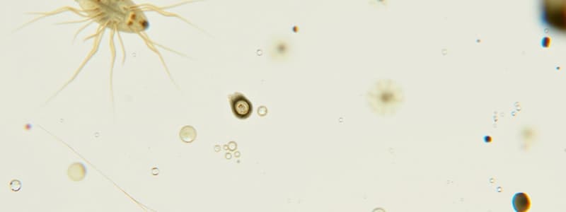 Protozoa Characteristics and Reproduction