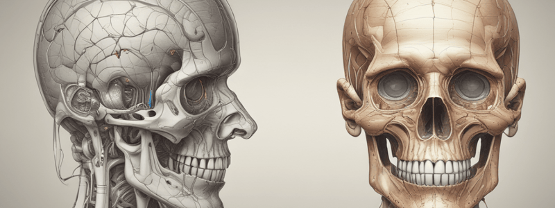 Anatomie du cerveau et de l'œil