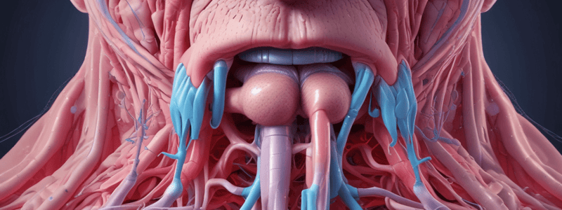 Respiratory System: Nose Anatomy and Functions Quiz