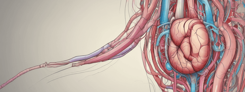 Urinary Anatomy