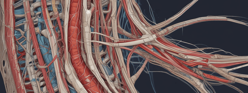 Spinal Cord Blood Supply and Tracts Quiz