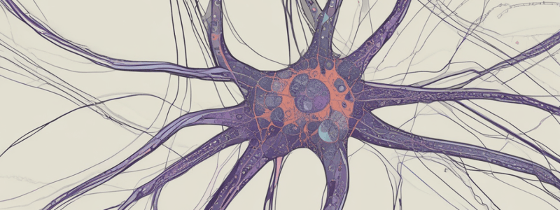 Nervous System Overview