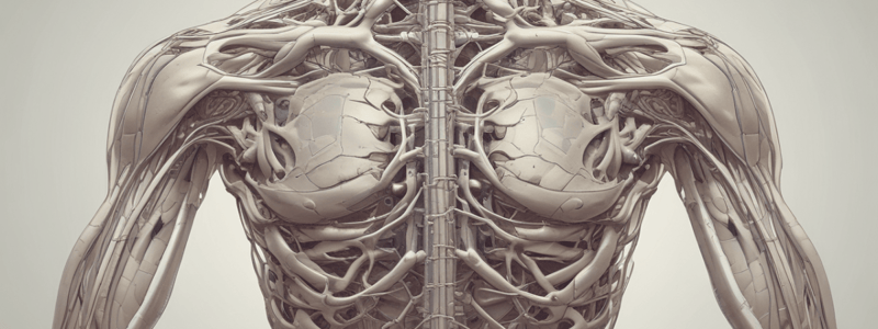 Anatomy of Brachial Plexus