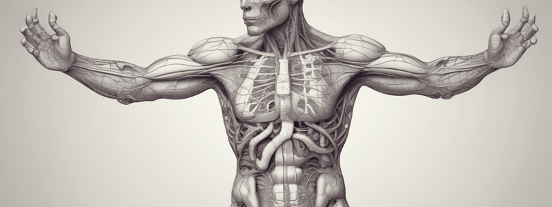 Lecture 7 - Cardiovascular Vessels 1 A+P2