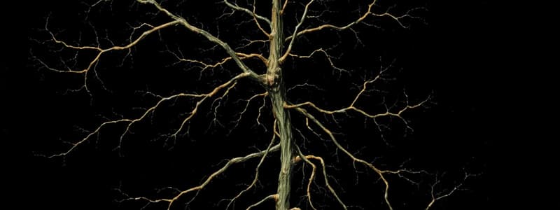 Overview of the Nervous System