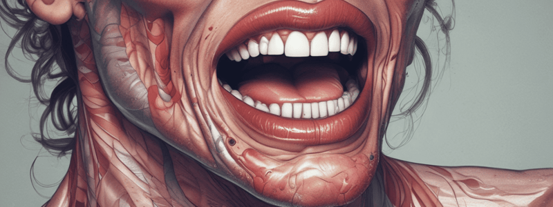 Parts of the Mouth and Throat Anatomy