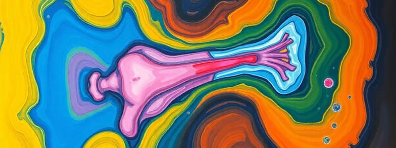 Bone Formation: Intramembranous vs Endochondral