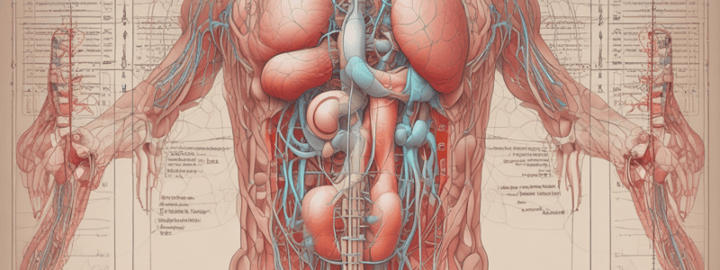 The Urinary System: Structure and Functions