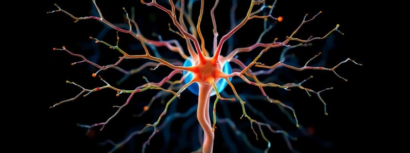 Nervous System Overview Quiz