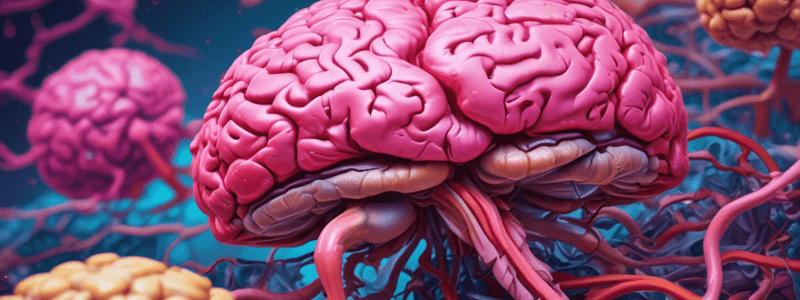 Anatomy of the Cerebellum