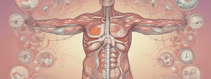 Endocrine System Overview and Functions